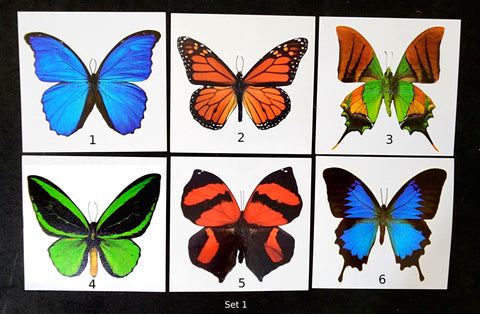 giant butterfly tattoos