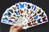 Temporary Butterfly Tattoos - All 16 Sheets