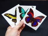 Butterfly Fake Tattoos