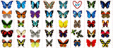 butterfly stickers