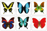 Big Butterfly Temporary Tattoos