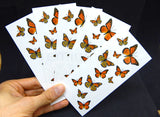 monarch butterfly 
